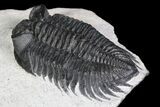 Coltraneia Trilobite Fossil - Huge Faceted Eyes #92940-2